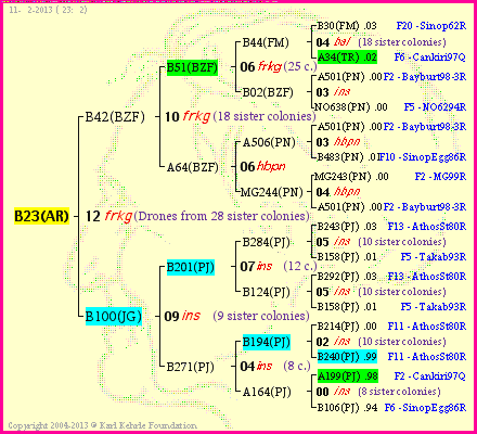 Pedigree of B23(AR) :
four generations presented