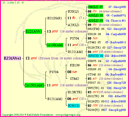 Pedigree of B23(AVe) :
four generations presented