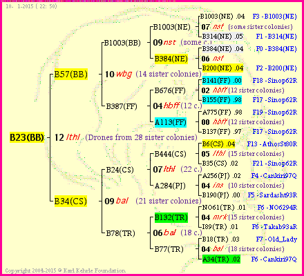 Pedigree of B23(BB) :
four generations presented