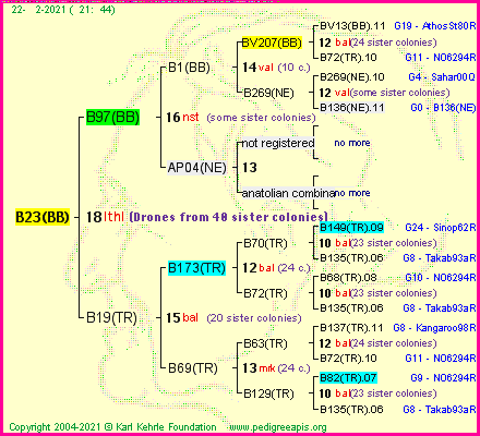 Pedigree of B23(BB) :
four generations presented
it's temporarily unavailable, sorry!