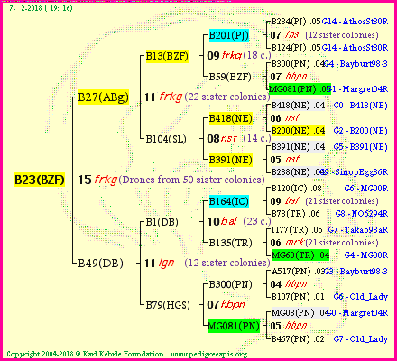 Pedigree of B23(BZF) :
four generations presented