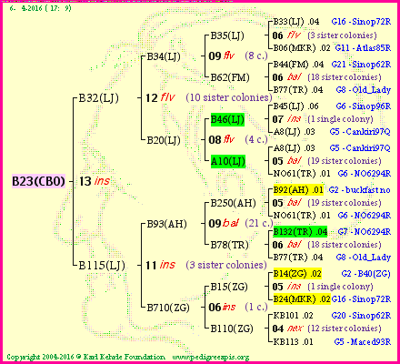 Pedigree of B23(CBO) :
four generations presented