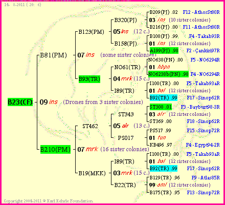 Pedigree of B23(CF) :
four generations presented