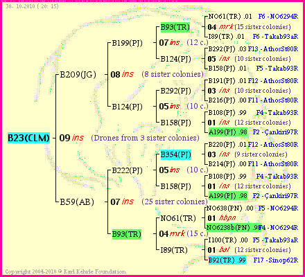 Pedigree of B23(CLM) :
four generations presented