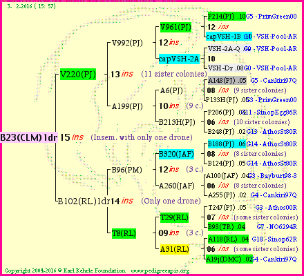 Pedigree of B23(CLM)1dr :
four generations presented