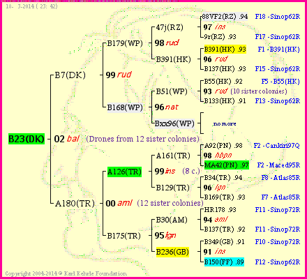 Pedigree of B23(DK) :
four generations presented