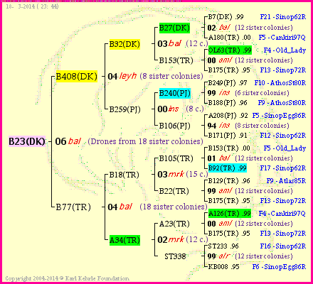 Pedigree of B23(DK) :
four generations presented