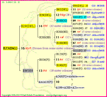 Pedigree of B23(DKL) :
four generations presented<br />it's temporarily unavailable, sorry!