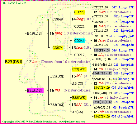 Pedigree of B23(DSJ) :
four generations presented