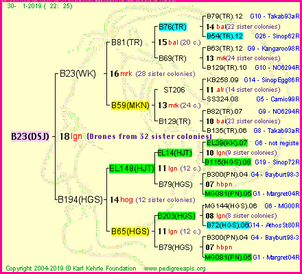 Pedigree of B23(DSJ) :
four generations presented<br />it's temporarily unavailable, sorry!