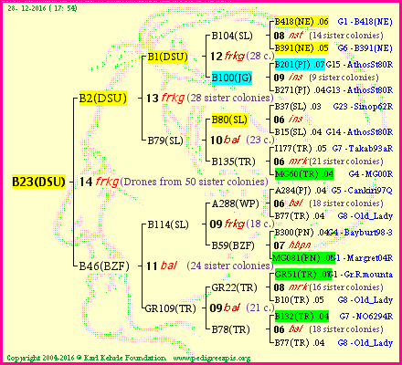 Pedigree of B23(DSU) :
four generations presented