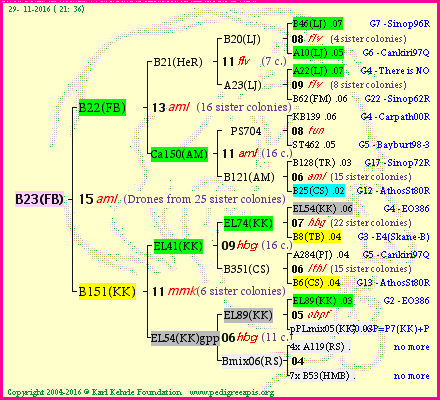 Pedigree of B23(FB) :
four generations presented