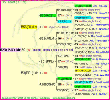 Pedigree of B23(JMC)1dr :
four generations presented
it's temporarily unavailable, sorry!