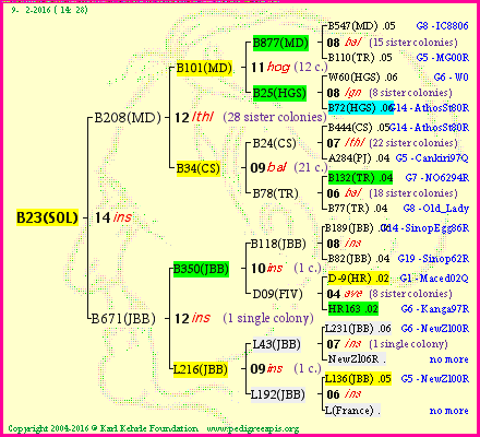 Pedigree of B23(SOL) :
four generations presented