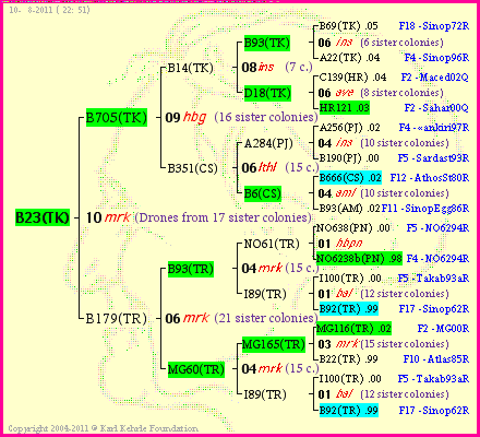 Pedigree of B23(TK) :
four generations presented