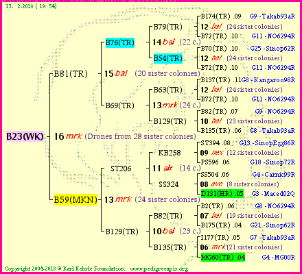 Pedigree of B23(WK) :
four generations presented