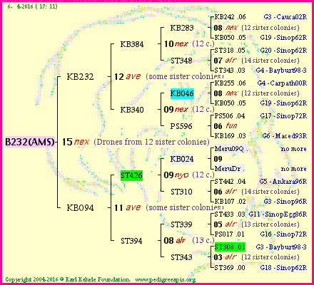 Pedigree of B232(AMS) :
four generations presented