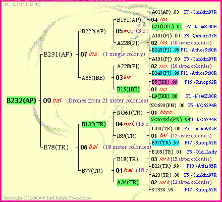 Pedigree of B232(AP) :
four generations presented