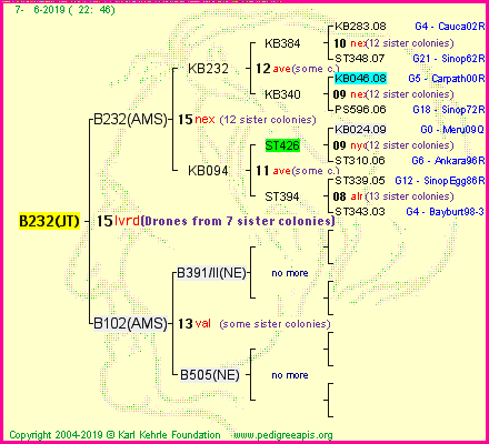 Pedigree of B232(JT) :
four generations presented<br />it's temporarily unavailable, sorry!