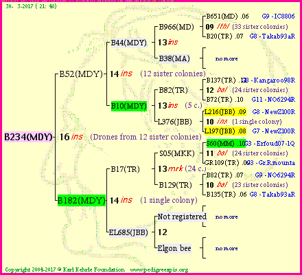 Pedigree of B234(MDY) :
four generations presented<br/>temporarily unavailable ... sorry