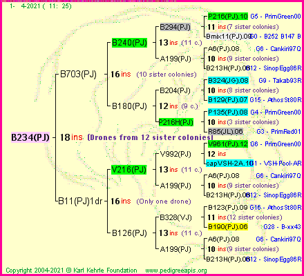 Pedigree of B234(PJ) :
four generations presented
it's temporarily unavailable, sorry!