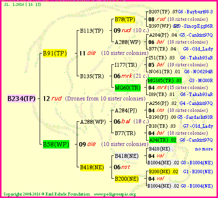 Pedigree of B234(TP) :
four generations presented