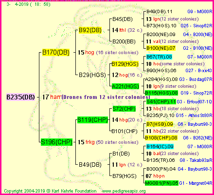 Pedigree of B235(DB) :
four generations presented<br />it's temporarily unavailable, sorry!