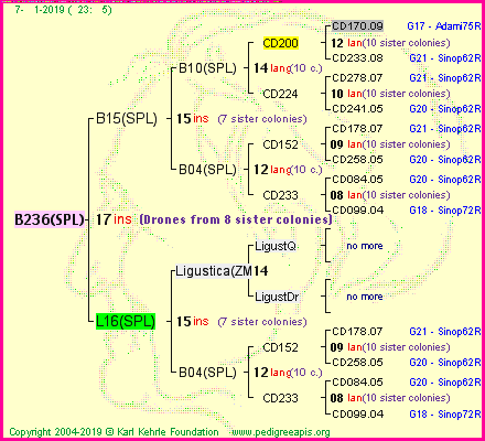 Pedigree of B236(SPL) :
four generations presented<br />it's temporarily unavailable, sorry!