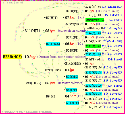 Pedigree of B238(HGS) :
four generations presented