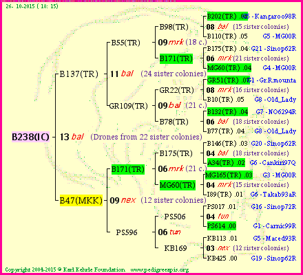 Pedigree of B238(IC) :
four generations presented