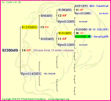 Pedigree of B238(MH) :
four generations presented