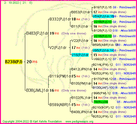 Pedigree of B238(PJ) :
four generations presented
it's temporarily unavailable, sorry!