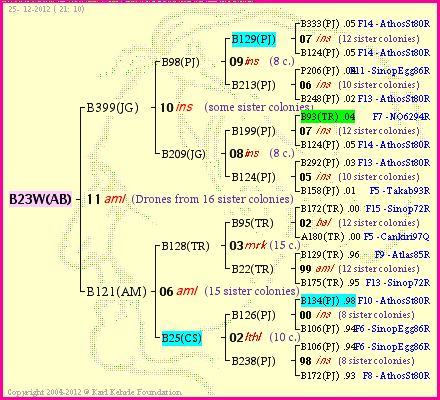 Pedigree of B23W(AB) :
four generations presented