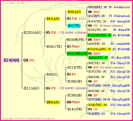 Pedigree of B24(AH) :
four generations presented