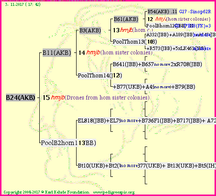 Pedigree of B24(AKB) :
four generations presented<br />it's temporarily unavailable, sorry!