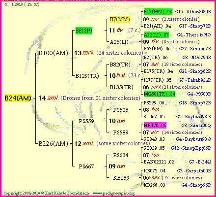 Pedigree of B24(AM) :
four generations presented