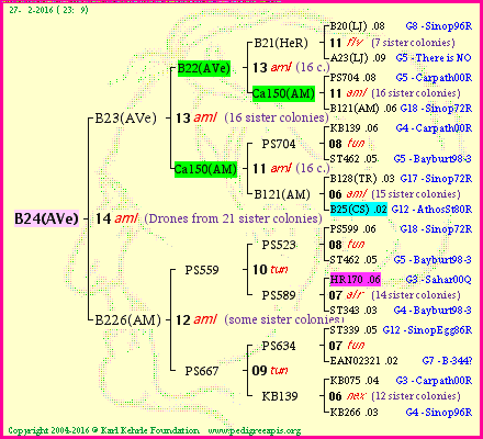 Pedigree of B24(AVe) :
four generations presented