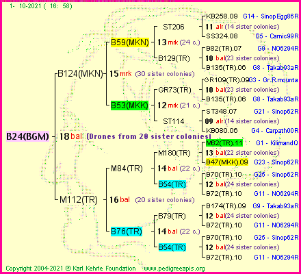 Pedigree of B24(BGM) :
four generations presented
it's temporarily unavailable, sorry!