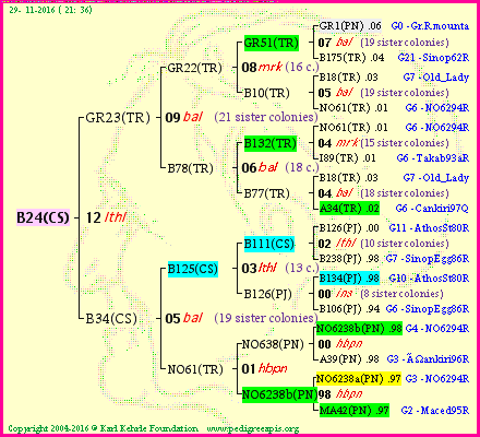 Pedigree of B24(CS) :
four generations presented
it's temporarily unavailable, sorry!