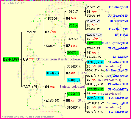 Pedigree of B24(CW) :
four generations presented