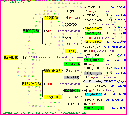 Pedigree of B24(DB) :
four generations presented
it's temporarily unavailable, sorry!