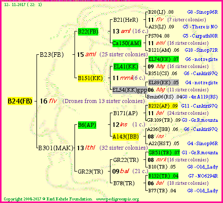 Pedigree of B24(FB) :
four generations presented<br />it's temporarily unavailable, sorry!