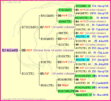 Pedigree of B24(GMH) :
four generations presented