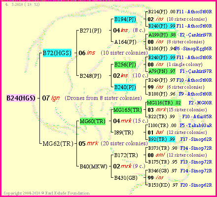 Pedigree of B24(HGS) :
four generations presented