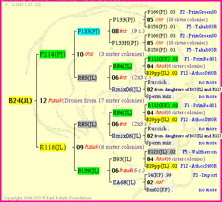 Pedigree of B24(JL) :
four generations presented