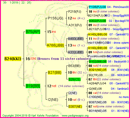 Pedigree of B24(KKI) :
four generations presented<br />it's temporarily unavailable, sorry!