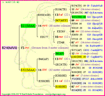 Pedigree of B24(MAA) :
four generations presented