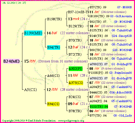 Pedigree of B24(ME) :
four generations presented