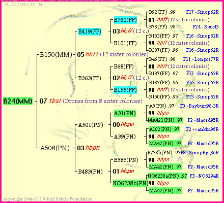 Pedigree of B24(MM) :
four generations presented