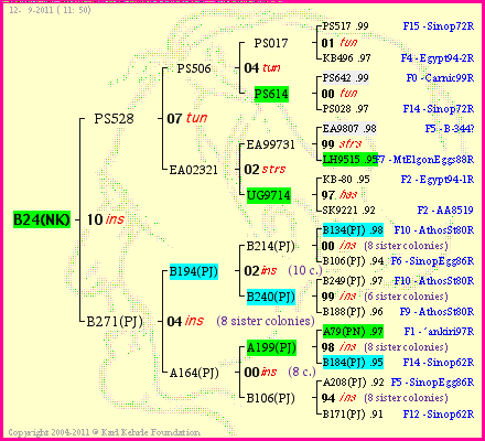 Pedigree of B24(NK) :
four generations presented